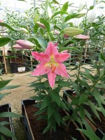 [4367 Uluru DJ No01.JPG]